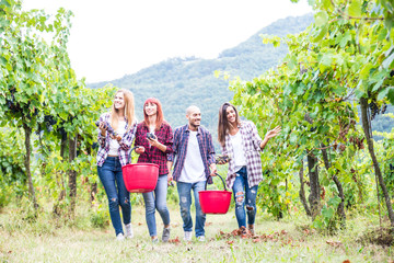 People harvesting in a vineyard