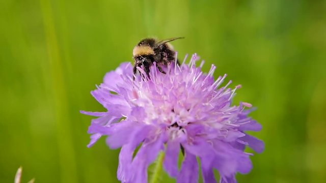 un bourdon butine une fleur en plein vent