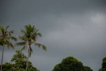 Fototapeta na wymiar Tropical nature and dark sky stormy