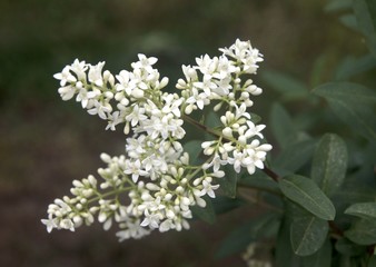 white,fragrant flowers of privet bush at spring