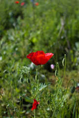 one red poppy on grass bokeh background