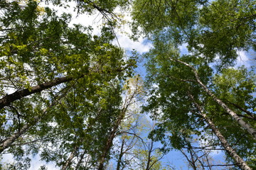 Fototapeta premium the sky above the trees