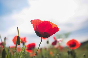 one red poppy on sky background