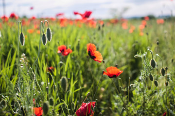 red poppies field