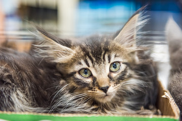 Portrait of one scared fluffy tabby kitten in cage waiting for adoption