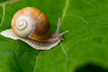  snail in the garden on green leaf