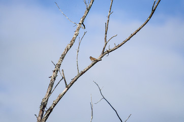 One sparrow perched on tree in Canada