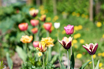 Blossomed flowers of a Tulip on a garden bed.