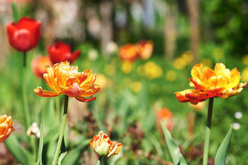 Flowers of Tulip.