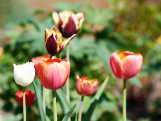Blossomed flowers of a Tulip on a household plot