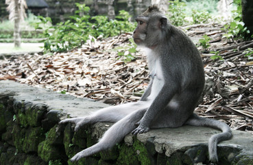 Close up portrait of macaque monkey sitting on the rocks at Mount Batur volcano mountain in Bali, Indonesia