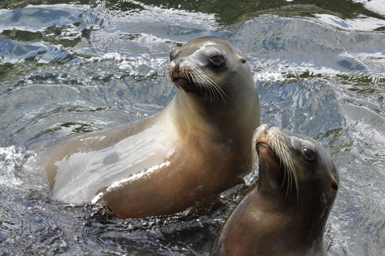 two sea lions swimming and playing in the water