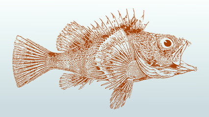 Red gurnard perch or jock stewart helicolenus percoides, a fish from Australia. Illustration after vintage lithography from 19th century - obrazy, fototapety, plakaty