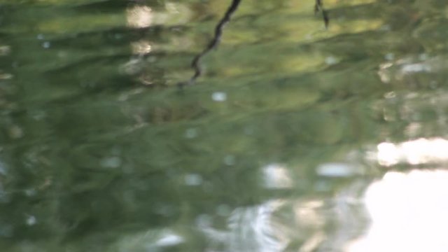 The male ducks rest on a log in the lake