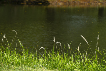 Grass near canal