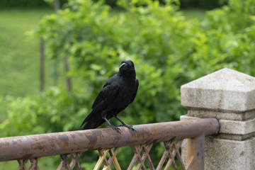 Black crow on the fence