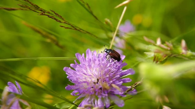 insecte dans son &eacute;l&eacute;ment naturel