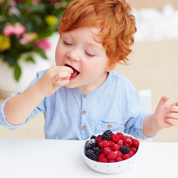 young redhead toddler baby boy tasting the fresh and ripe raspberries and blackberries