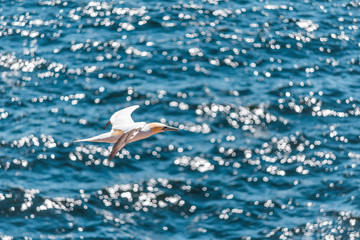 Fototapeta na wymiar Closeup of one isolated white Gannet bird with sparkling shiny water on Bonaventure Island in Perce, Quebec, Canada by Gaspesie, Gaspe region
