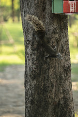 Squirrel on the trunk