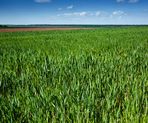Green field full of wheat and blue sky