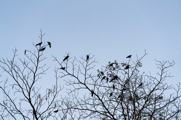 Birds on the naked branches.