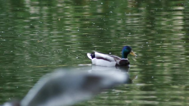 The male duck swims across the pond in search of food