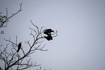 Two crows on fighting