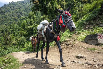 Esel-Karawane nahe dem Himalaya