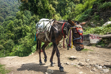 Esel-Karawane nahe dem Himalaya