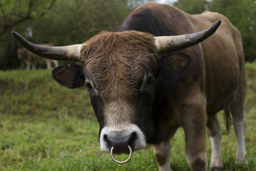 Portrait of a bull