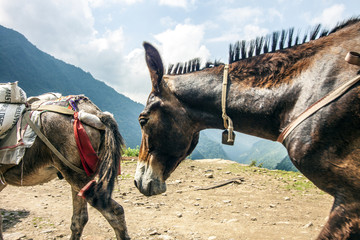Esel-Karawane nahe dem Himalaya © formgefuege