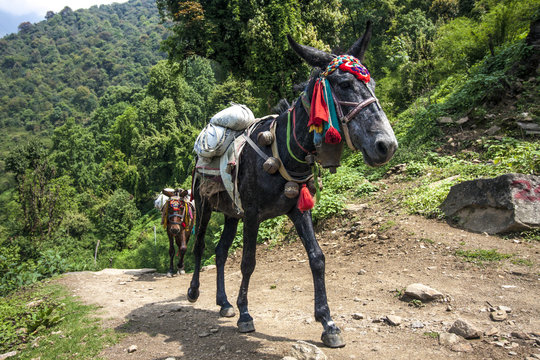 Esel-Karawane nahe dem Himalaya
