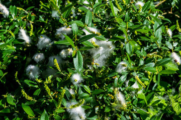 Naturalne tła dla dalszych prac graficznych. © Senatorek