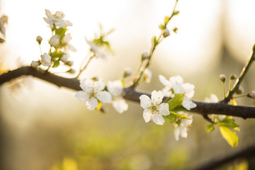 white spring plum tree blossom