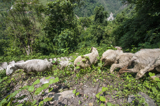 Landschaft Nepal Ziegen 