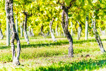 Green vineyard rows during autumn, summer, fall in Virginia countryside with closeup of under grapevines branches