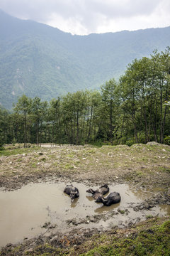 Yaks Landschaft Panorama Chandruk