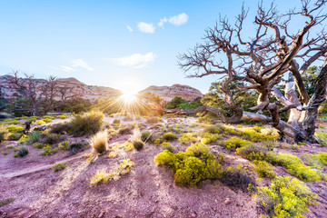 Sunset by canyons with sun rays light, evening in Canyonlands National Park, Utah campground, wilderness nature with tree, green shrubs
