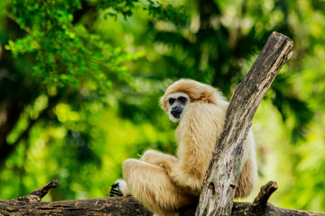 white handed gibbon  sitting in a tree  in nature.