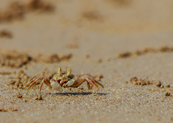 Sea crab runs along the sandy beach in thailand.