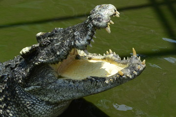 close up of salt water crocodile.