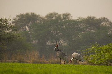 sarus crane 