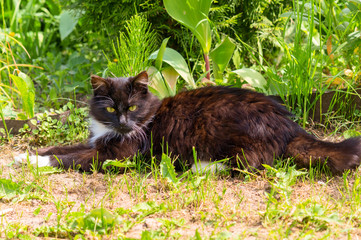 Naklejka na ściany i meble Black and white cat resting on grass.