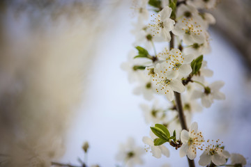 white spring plum tree blossom