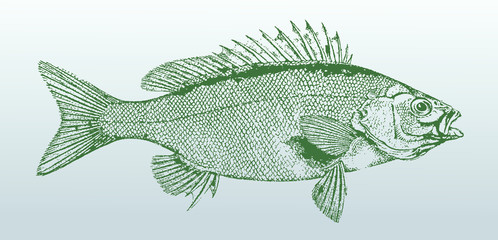 Welchs grunter, bidyanus welchi, a fish from australia in side view. Illustration after a historical lithography from the 19th century. Easy editable in layers - obrazy, fototapety, plakaty