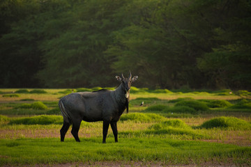 blue bull