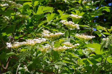 Fototapeta na wymiar Viburnum lantana commonly known as wayfaring tree or wayfarer