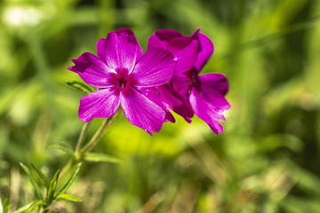 Obraz premium Nature