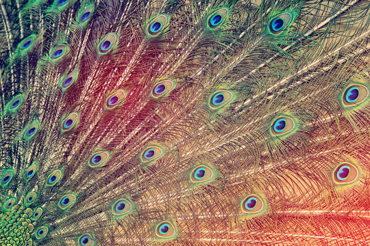 image of beautiful male peacock opening tail background.